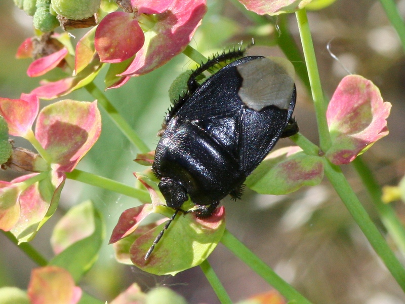 Pentatomidae nero?   No, Cydnidae: Cydnus aterrimus